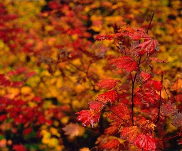 Oregon Fall Color