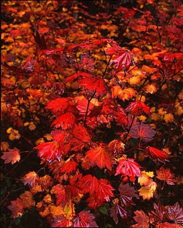 Central Oregon Fall Color